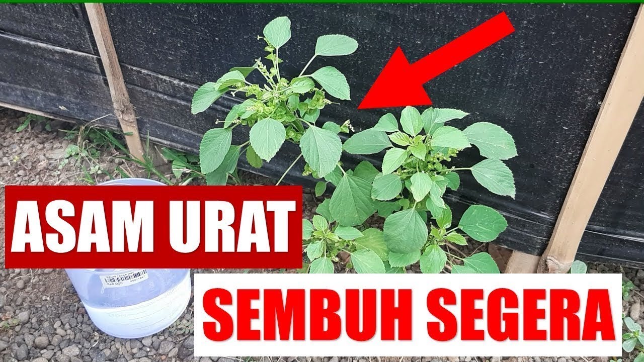ASAM URAT HILANG SEKEJAP HANYA DENGAN BAHAN INI 