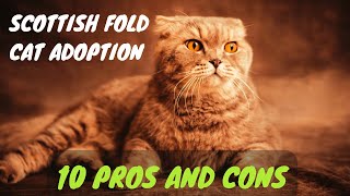 Scottish Fold Cat Adoption | A Comprehensive Guide to 10 Key Pros and Cons