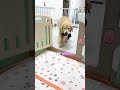 The dog grew up drinking cat milk