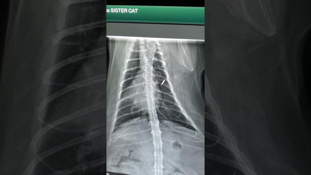 Sail Sign with an asthmatic cat