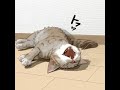 寝ぼけた猫の動画