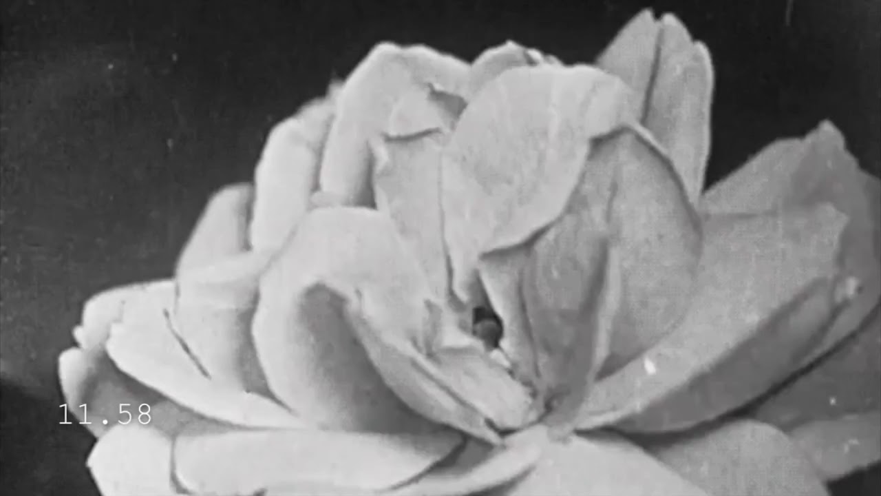 traitimmocoi - oceanxolit (Audio)