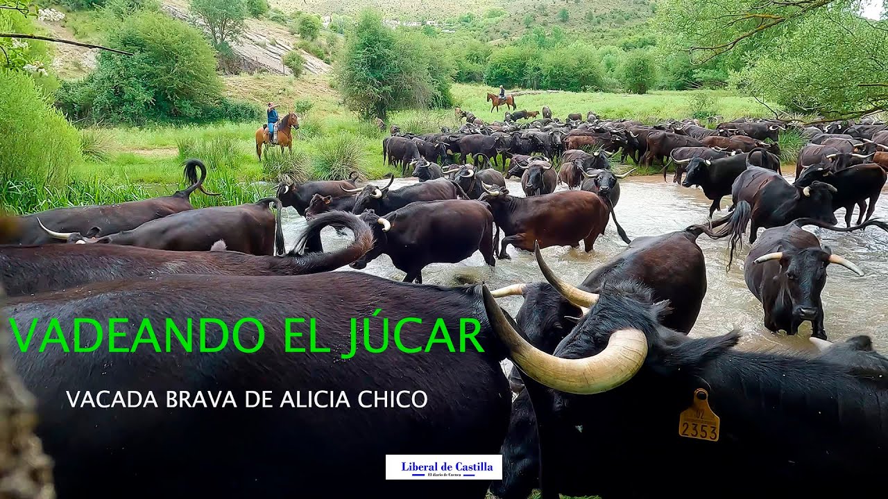 TRASHUMANCIA  LA VACADA DE ALICIA CHICO VADEA EL JÚCAR POR HUÉLAMO