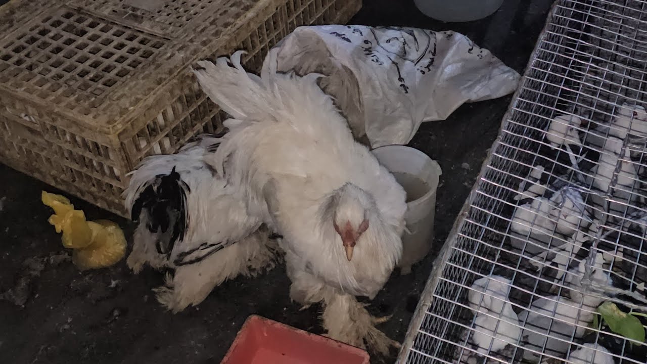 Riyadh Azizia fet market ।। সব কিছুই।এখানে পাওয়া যায়