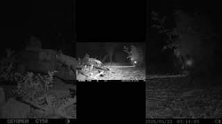 Fox on a Mission What Did It Find #allotment #fox