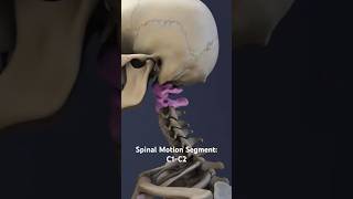 Spinal Motion Segment C1-C2