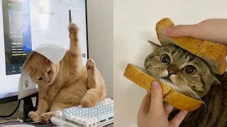 Funniest Cats | Don't try to hold back Laughter | Cutest Lands Part 52 by Cutest Lands 2,483 views 1 year ago 5 minutes, 33 seconds