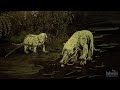 Out of the Ashes: Dawn of the Age of Mammals | HHMI BioInteractive Video