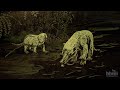 The Age of Mammals: From Extinction to Evolution