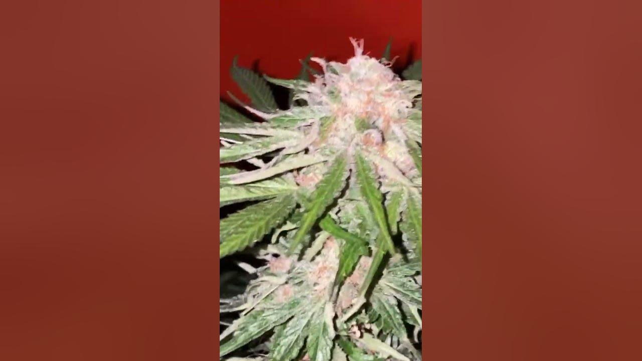 大麻weed420《216》 YouTube