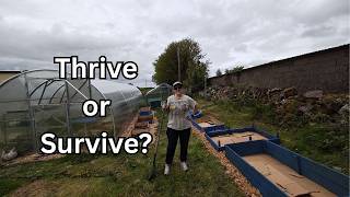 Thrive or Survive at my Homestead? | Derelict House to Dream Homestead |