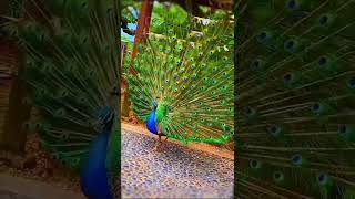 Burung merak terindah #shorts