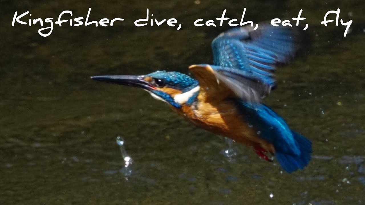 Review Sony Rx10 Iv  Rx10m4 Upgrades The Ultimate Travel