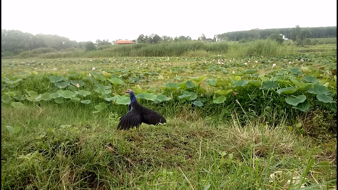 bẫy trích cồ 2022. kèo chiều đón chào mùa trích cồ