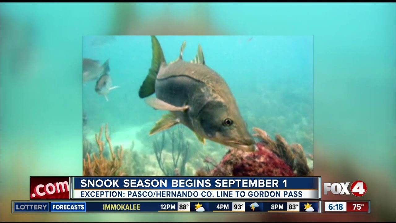 No snook season for Pasco-Hernando county line south to Gordon pass in Collier County