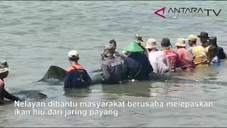 Ikan hiu tutul tertangkap jaring nelayan payang