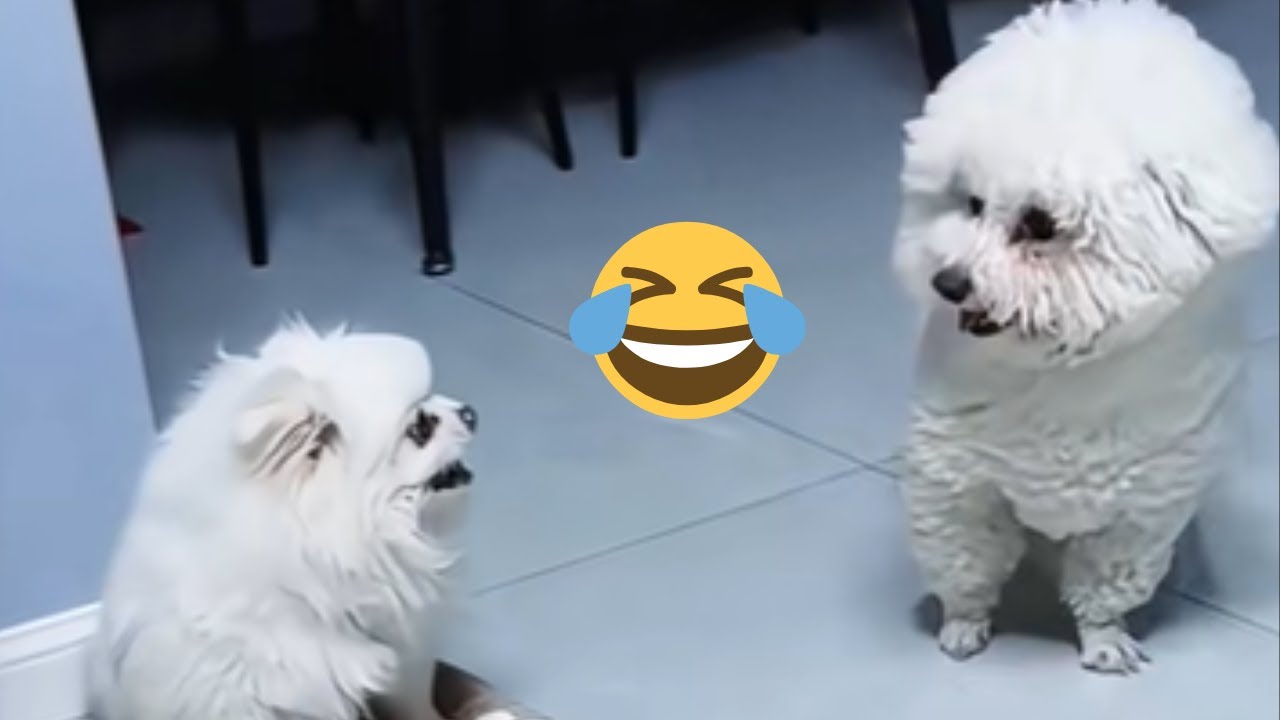 Video de Risa de Animales 🐶🐘 RISAS 100% SEGURAS con los Mejores MEMES ...