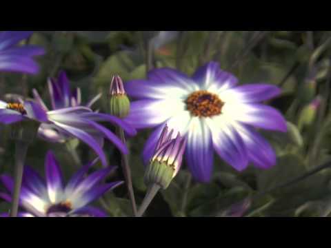 Vídeo: Plant de gerani hivernant: com mantenir els geranis durant l'hivern