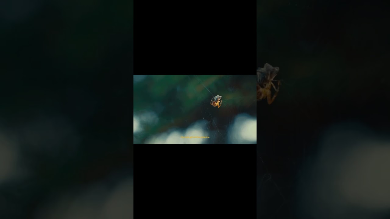 SEKRETNY ŚWIAT PAJĄKÓW