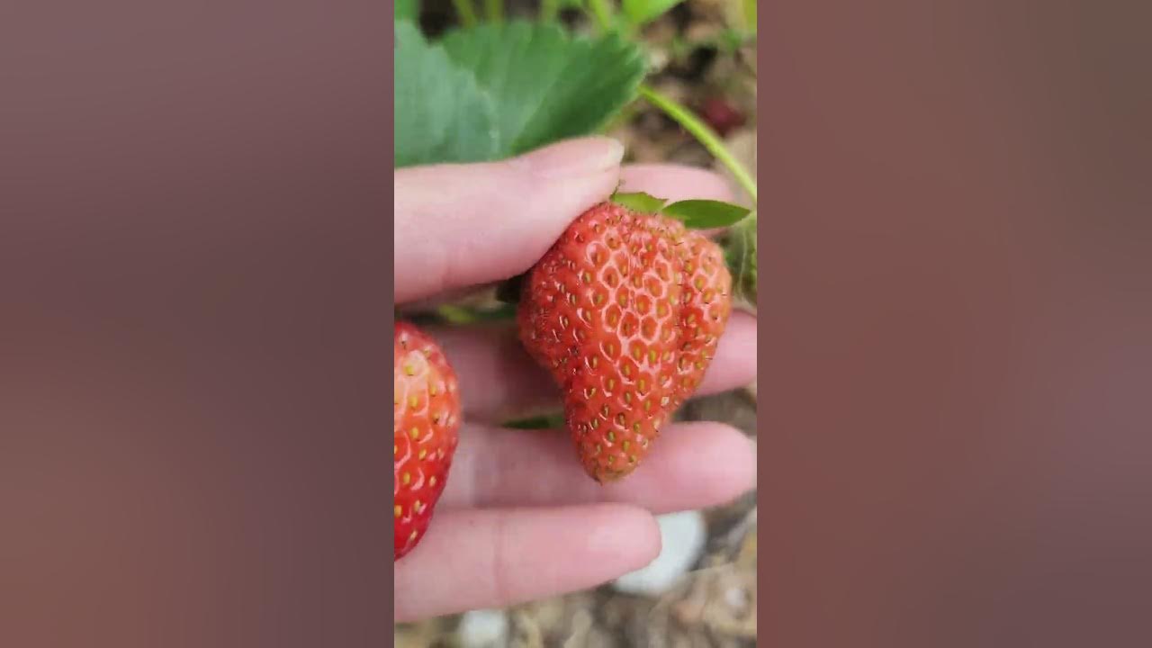 pick strawberries in backyard YouTube