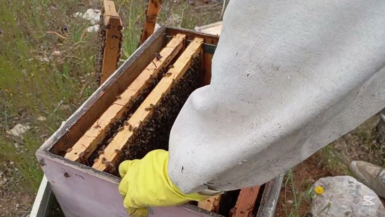 ΔΥΟ ΜΑΝΕΣ ΚΑΙ ΑΛΛΗ ΜΙΑ🐝👑