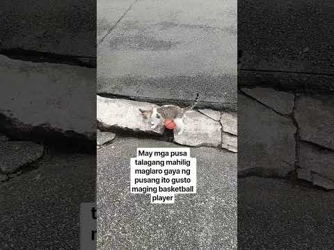 MAY MGA PUSA TALAGANG MAHILIG MAGLARO GAYA NG PUSANG ITO BOLA ANG HILIG GUSTO ATA MAGING PPAYER