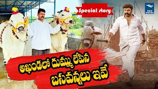 దుమ్ములేపిన బసవన్నలు ఇవే | 'Akhanda' Movie Bulls | New Waves