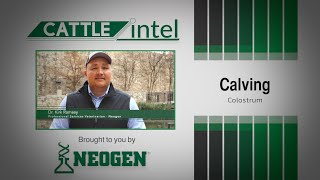 Cattle Intel Kirk Ramsey Colostrum