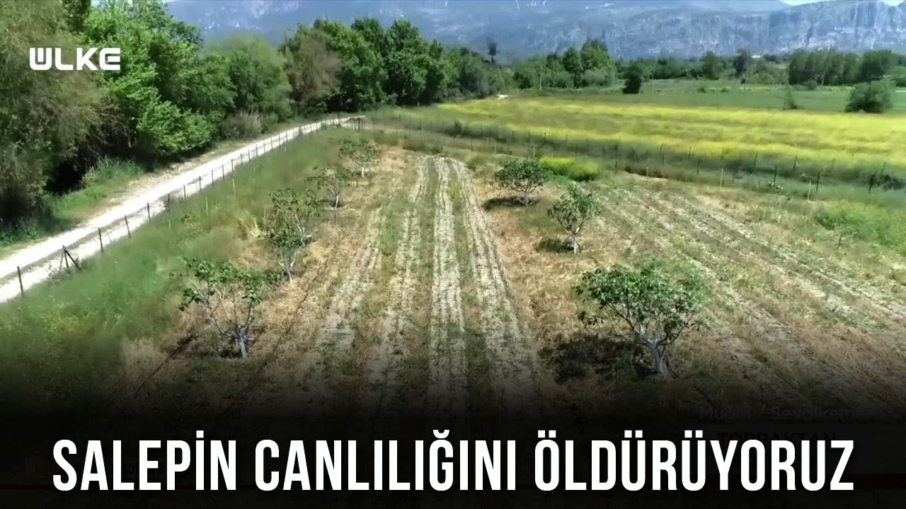 Salep Soğuk Havaları Neden Sever🤔 - Topraktan Sofraya