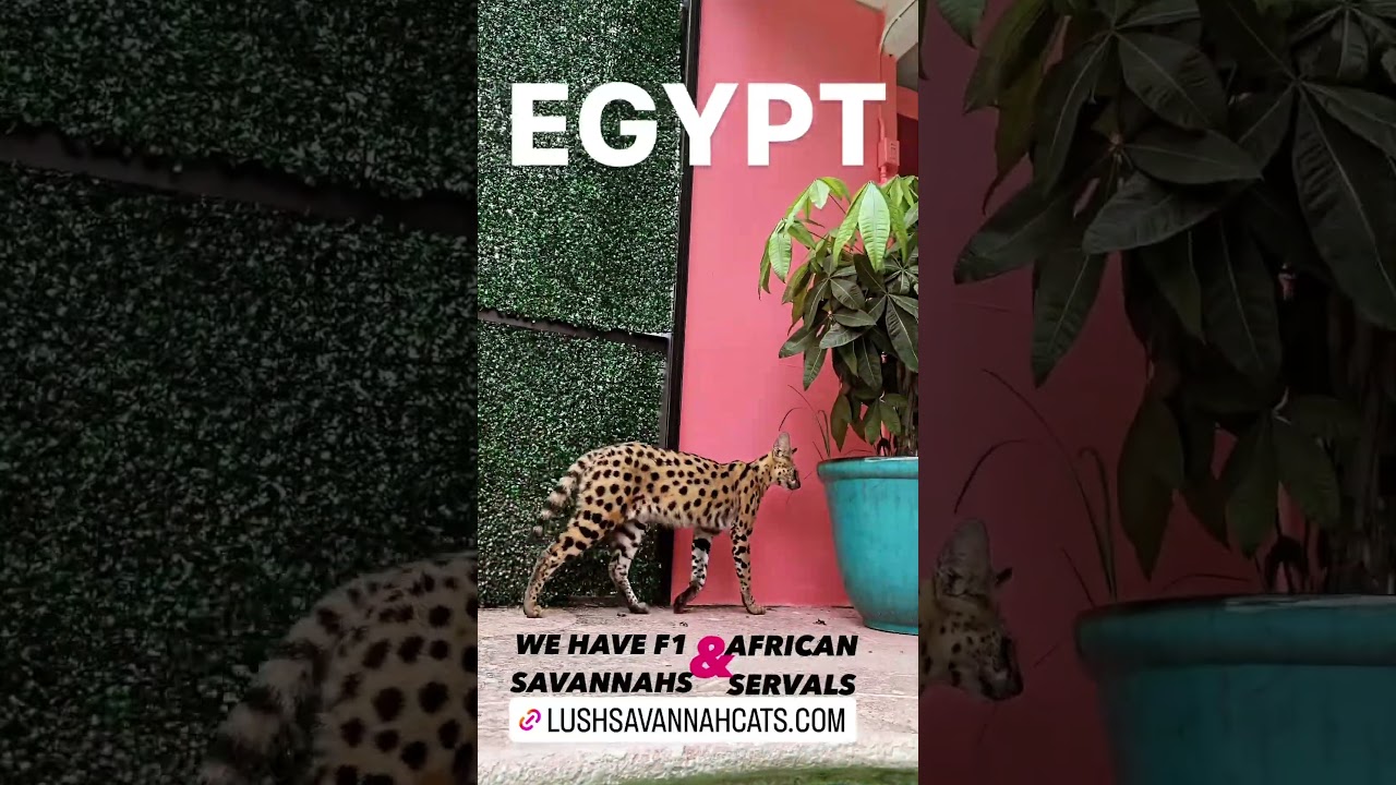 OUR AFRICAN SERVAL BOY KING EGYPT 