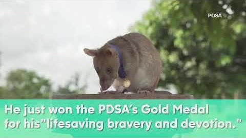 Giant rat wins animal gold medal for sniffing out landmines in Cambodia | ABC7