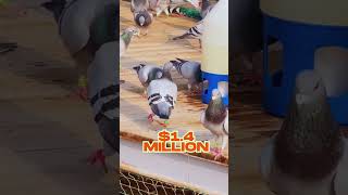 Burung Termahal di Dunia Bernilai Jutaan #burung #fakta