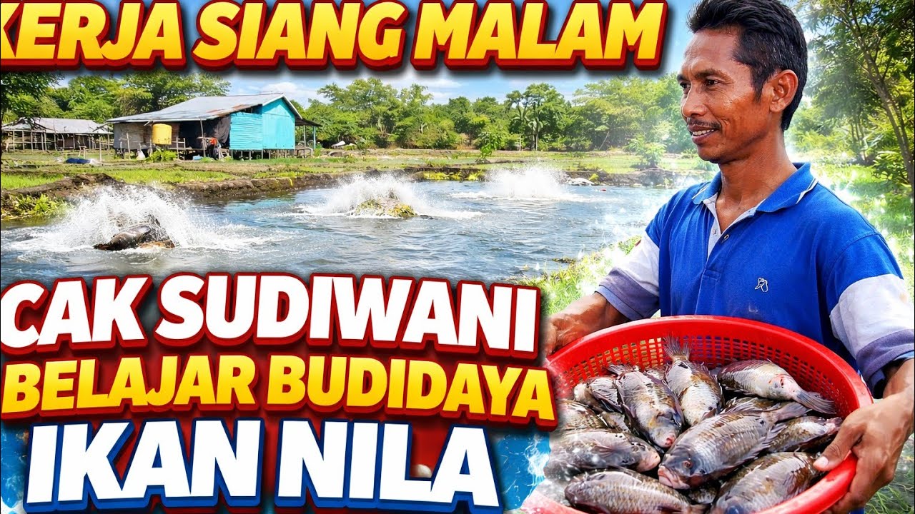 BELAJAR BUDIDAYA IKAN NILA DAN PATIN DI EMPANG CAK SUDIWANI TRANSMIGRASI KALIMANTAN 