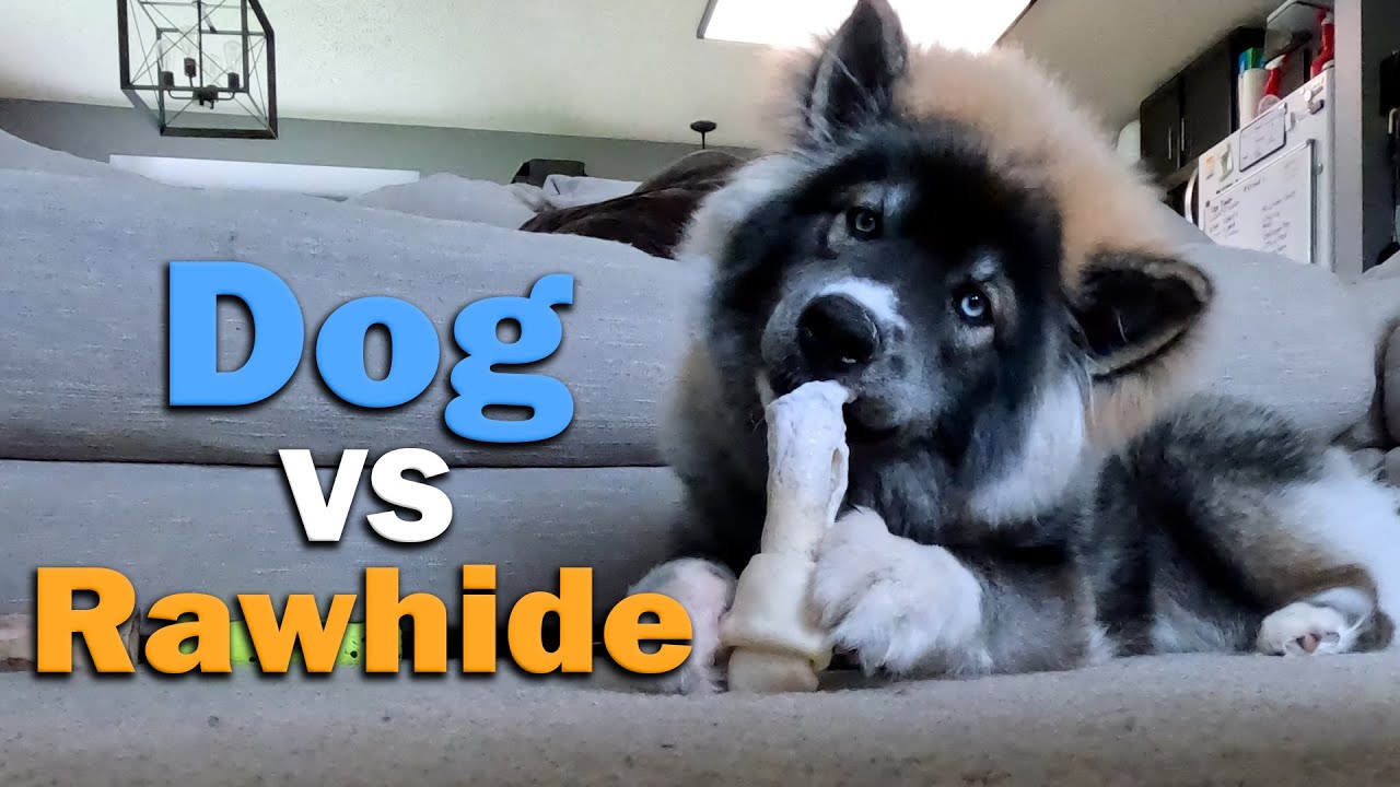 The Chew-Off Begins! - Huskies vs Rawhide Chew Toy