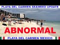 Playa  del carmen beach seaweed update  abnormal beach conditions