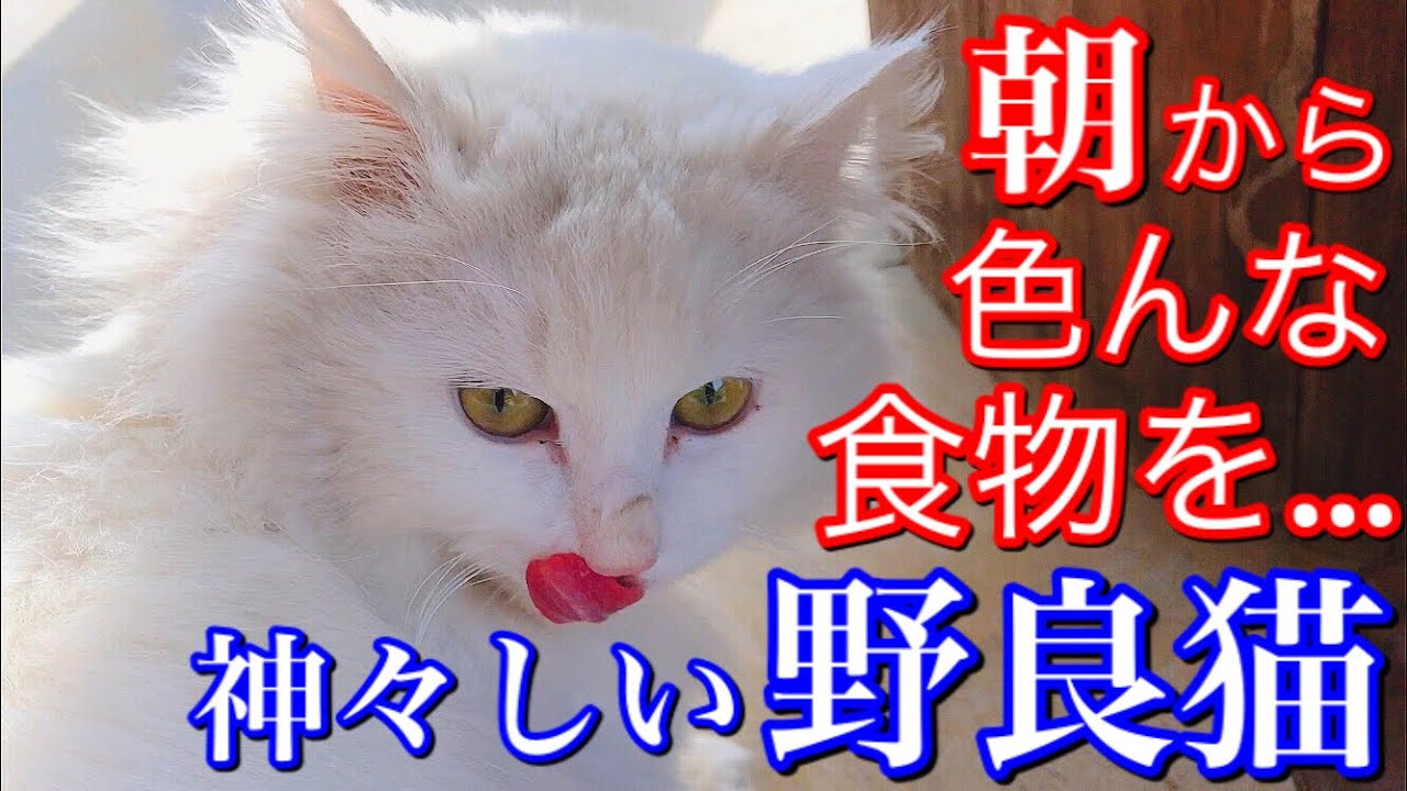 3種類のご飯を心の中でうまいうまいと言いながら食べる野良猫 Youtube