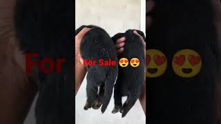 Rottweiler Puppies Available Low Price 11,000 9,500 Special Discount For Subscribers