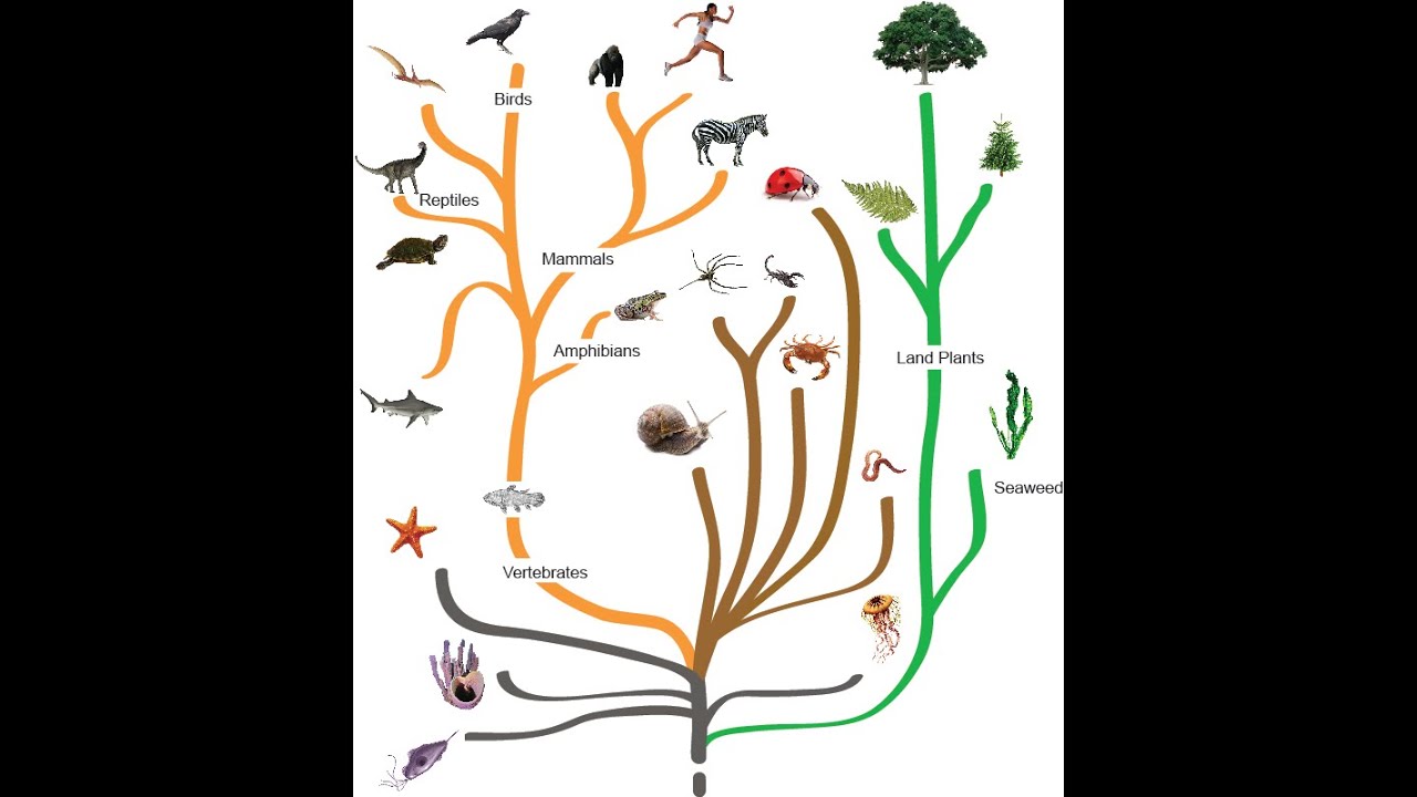 Мое перерождение в древо эволюции 181. Дерево эволюции элементов. Картинки Древо эволюции. Дерево эволюции губки. Дерево эволюции из бумаги.