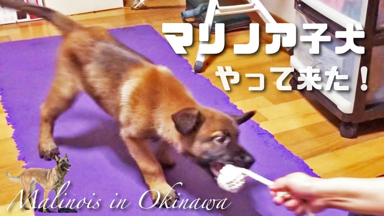マリノアの子犬 生後60日 可愛い子犬をお迎えした日の貴重映像 Youtube