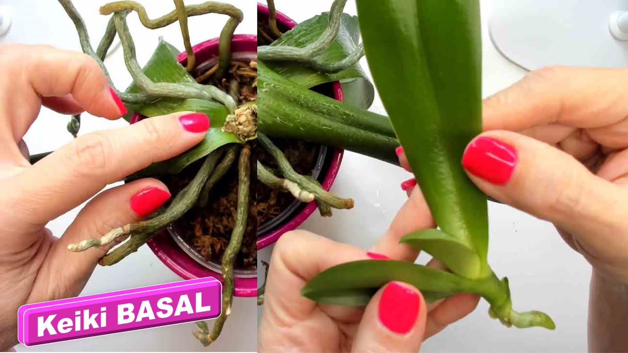 Como puedo sacar o separar el keiki de mi orquidea para no dañarlo y que no se rompa #379