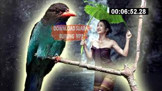 tengkek buto masteran || download suara burung mp3