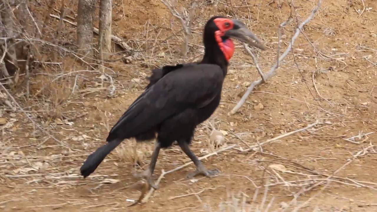 Southern Ground Hornbill 