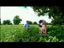 Andrew Mitchell MP: Cotton in Mali