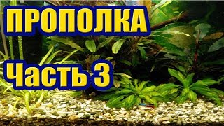 Прополка Растений в Аквариуме Часть 3. Аквариум для Начинающих Прополка Растений в Аквариуме Часть 3. Аквариум для Начинающих