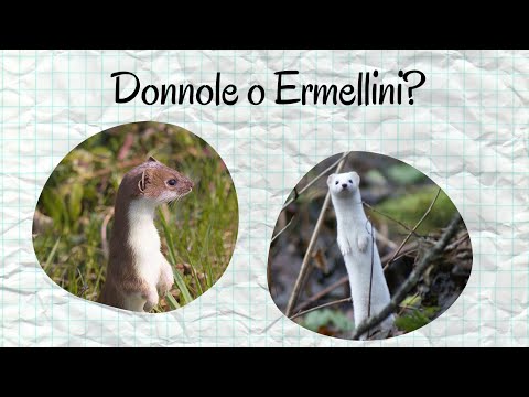 Video: Cosa significa ermellino?