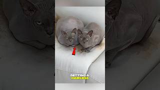 ​Why You Should NEVER Get A Hairless Cat 🛑 #shortsfeed