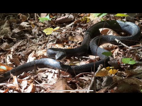 Black rat snake climbing straight up a tree