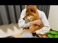 アマゾンで買ったオモチャが恐すぎたようだ