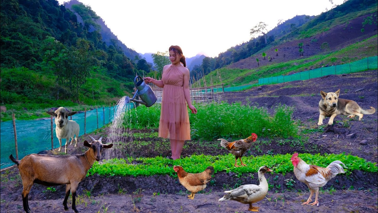 Full video My daily life on the big farm, farming and raising animals