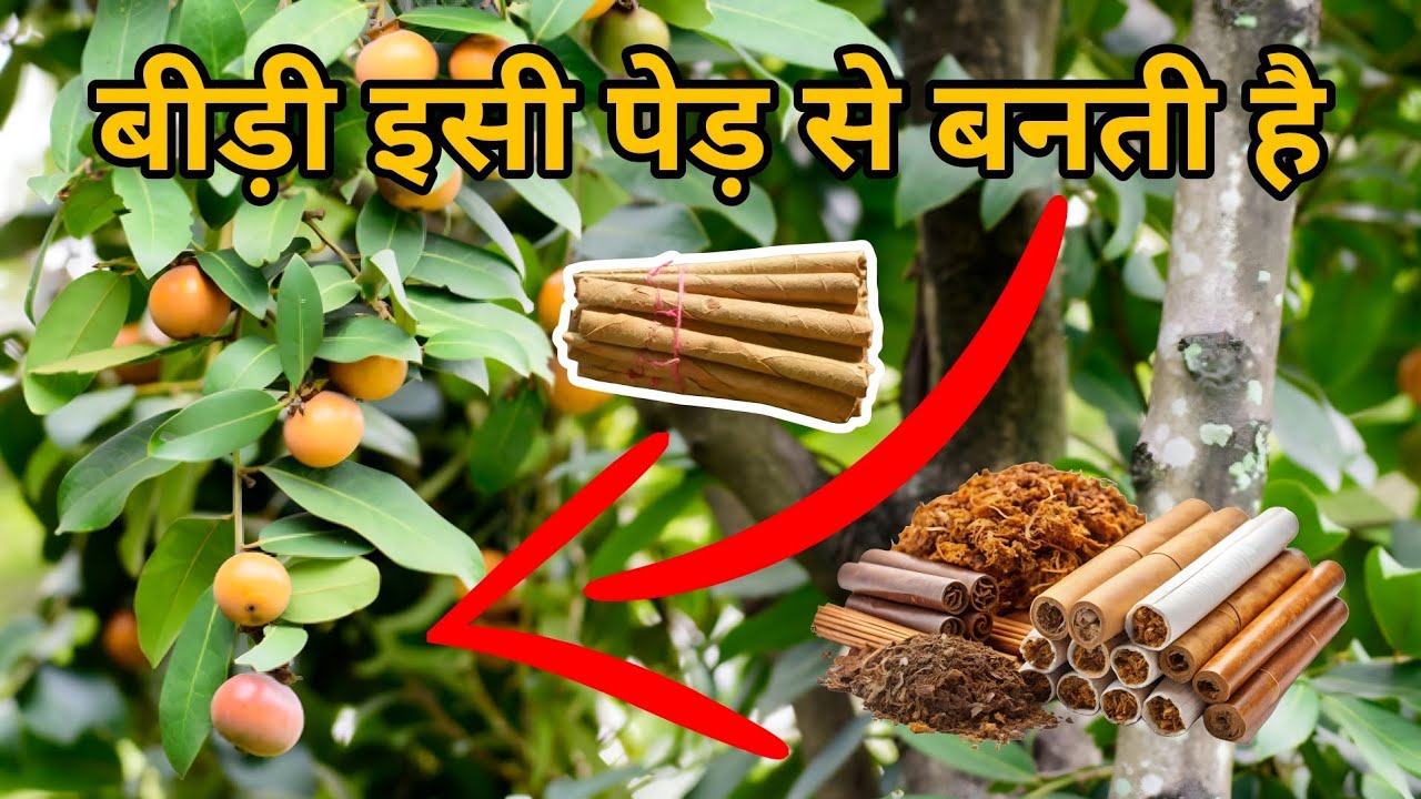 यह बीड़ी तेंदू के पत्ते से बनती है | Bidi Manufacture